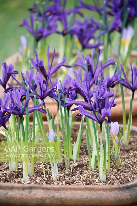 Iris 'Violet Beauty' in terracotta pots. Snowdrop festival at nursery Boschehoeve.