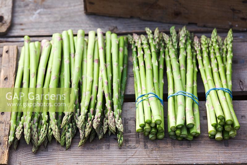 Bunches of Asparagus 