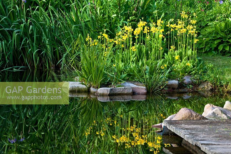 Candelabra primroses edge a pond