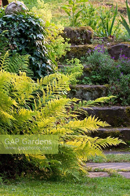 A fern at the bottom of sandstone steps overgrown with mosses. Other planting includes Alchemilla mollis, Aubrieta and Hedera helix