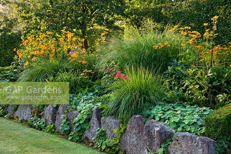 Late summer border with perennials and grasses, secured with lime sand boulders - Alchemilla mollis, Buxus, Carpinus betulus, Heliopsis, Miscanthus sinensis and Rudbeckia fulgida