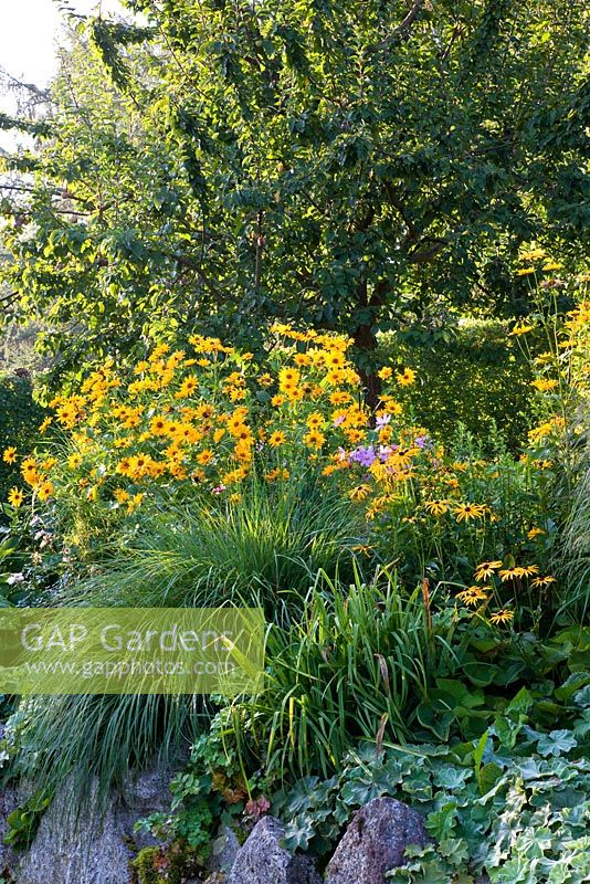 Late summer border with perennials and grasses, secured with lime sand boulders -Alchemilla mollis, Heliopsis, Malus, Miscanthus sinensis and Rudbeckia fulgida