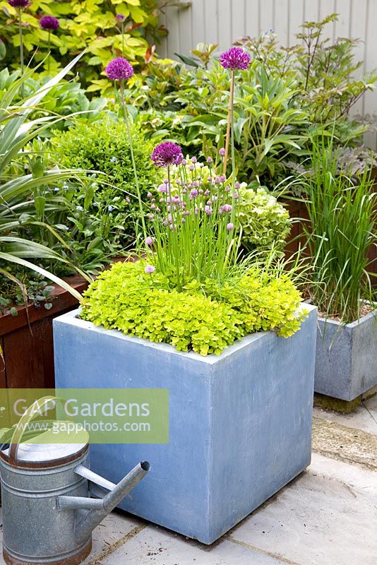 Square container of Origanum vulgare 'Aureum' and Allium schoenoprasum - Helen Riches' Garden, Essex 
  