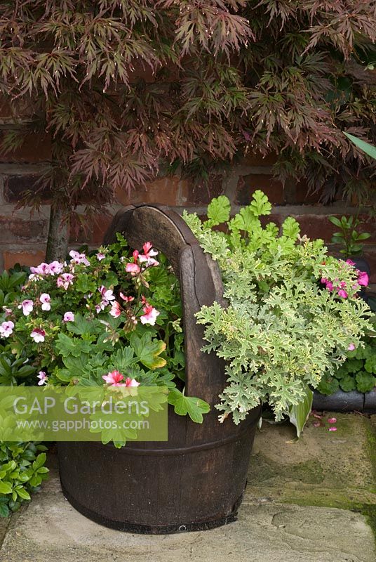 Pelargoniums including 'Oldbury Duet-Angel' and 'Lady Plymouth' in old wooden milk pail by old red brick wall and Acer - Brocklebank Road, Southport, Lancashire NGS 
