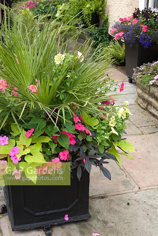 Cast iron container with Impatiens, Petunia and Chamaerops humilis on stone slab patio - Brocklebank Road, Southport, Lancashire NGS
