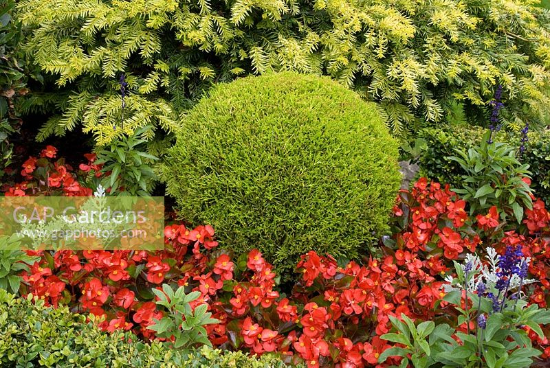 Conifer ball with Taxus, Buxus, Begonia, Salvia and Cineraria - Brocklebank Road, Southport, Lancashire NGS 
