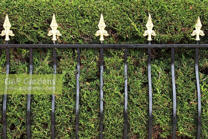 Clipped Leylandii hedge behind metal railings - Brocklebank Road, Southport, Lancashire NGS 
