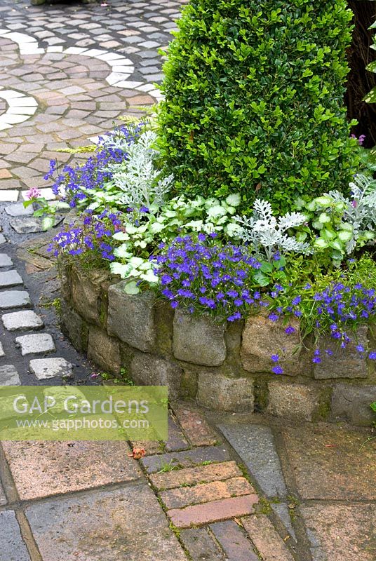 Path and wall made of small reclaimed cobbles and raised bed with Lobelia, Cineraria, Lamium and Buxus - Brocklebank Road, Southport, Lancashire NGS 
