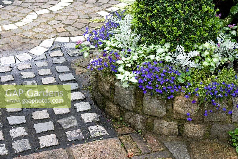 Path and wall made of small reclaimed cobbles and raised bed with Lobelia, Cineraria, Lamium and Buxus -  Brocklebank Road, Southport, Lancashire NGS 
