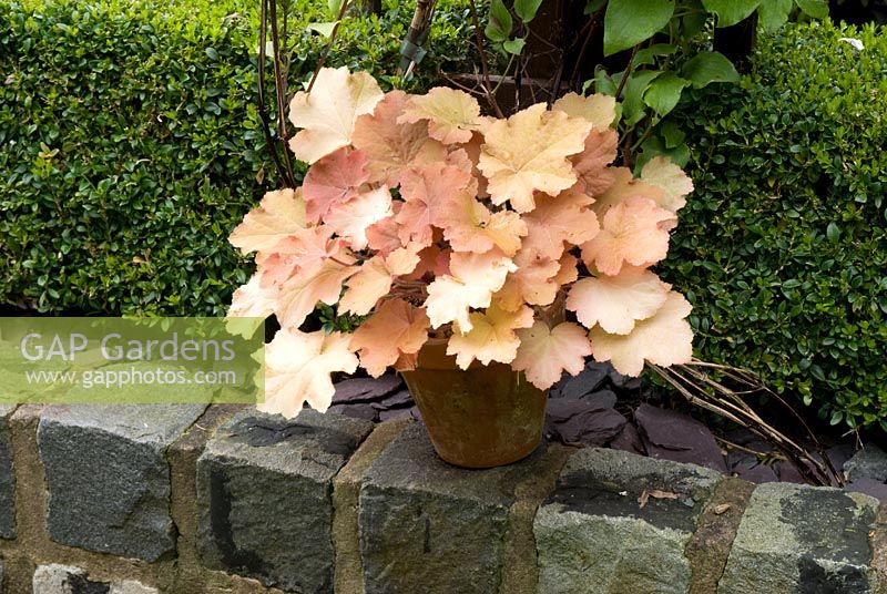Heuchera 'Creme Brulee'in clay pot on a wall made from relaimed cobbles with Buxus hedge behind - Brocklebank Road, Southport, Lancashire NGS 
