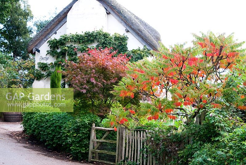 Rhus typhina and Acer - Bertie's Cottage Garden, Yeoford, Crediton, Devon