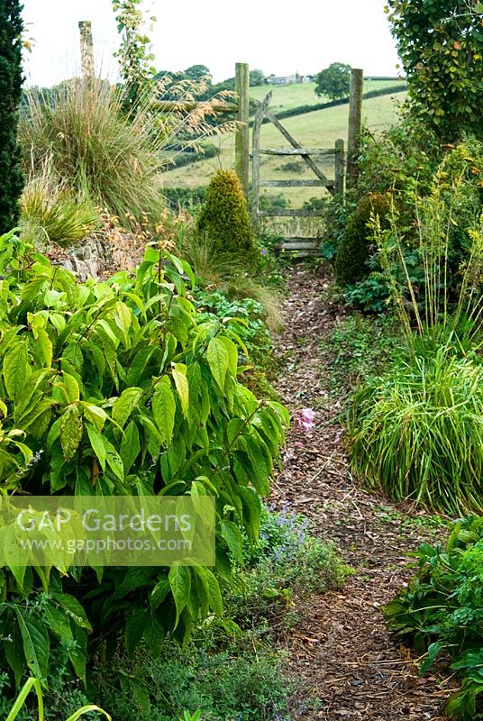 Bark chip path leads to gate into the field with grasses and clipped box either side - Bertie's Cottage Garden, Yeoford, Crediton, Devon