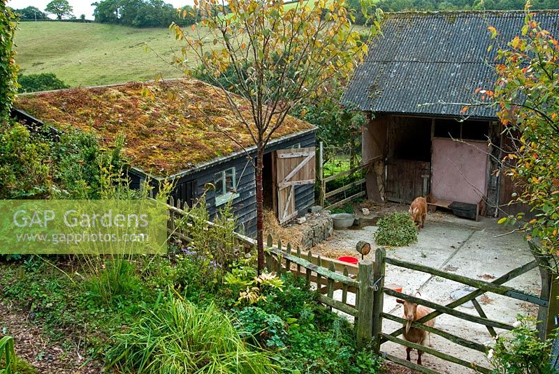 Resident goats with a Sedum covered roof on their shed - Bertie's Cottage Garden, Yeoford, Crediton, Devon