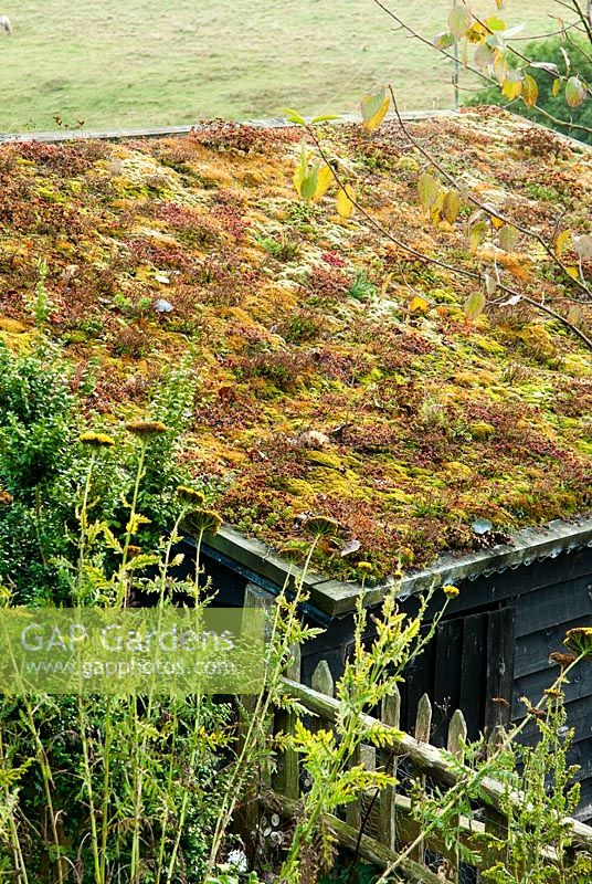 Sedum covered roof of goats' shed - Bertie's Cottage Garden, Yeoford, Crediton, Devon