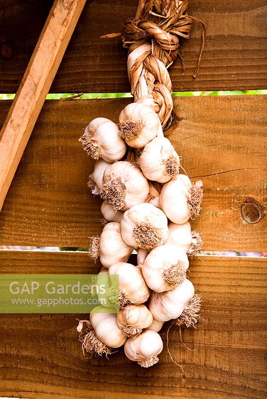 Plaited garlic hanging in the shed to dry - Bertie's Cottage Garden, Yeoford, Crediton, Devon