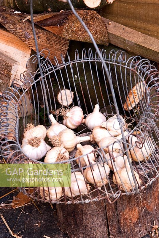Garlic bulbs drying in a wire basket - Bertie's Cottage Garden, Yeoford, Crediton, Devon
