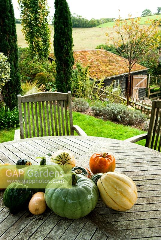 Collection of squashes on garden table - Bertie's Cottage Garden, Yeoford, Crediton, Devon