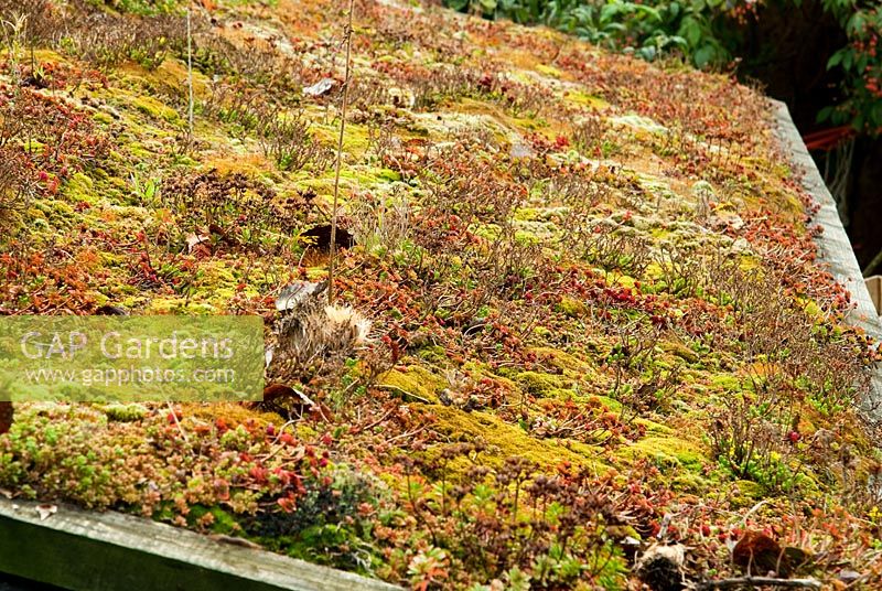 Roof of shed covered with Sedums - Bertie's Cottage Garden, Yeoford, Crediton, Devon