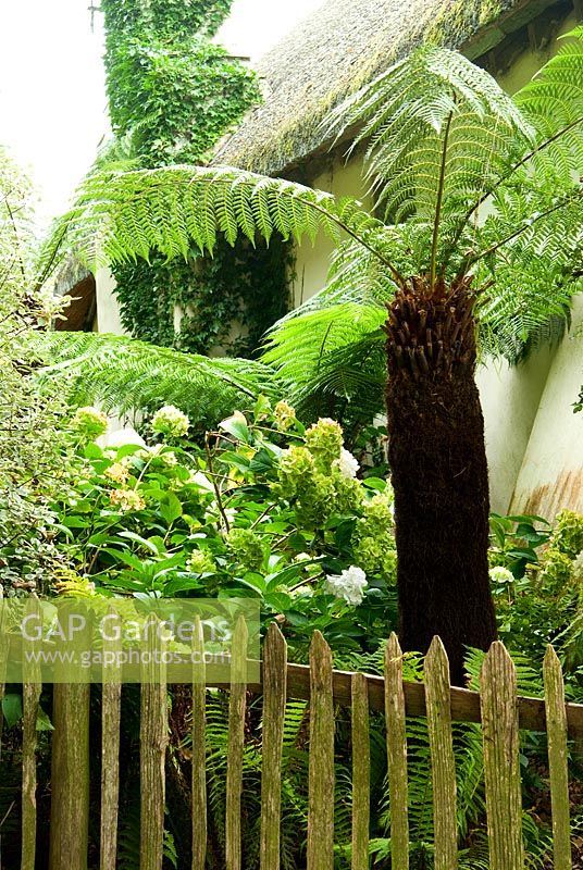 Tree ferns and Hydrangeas inside the picket fence - Bertie's Cottage Garden, Yeoford, Crediton, Devon