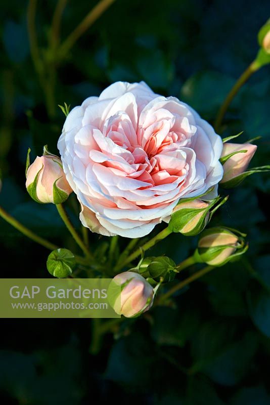 Rosa 'Enchantment' - Collier Garden