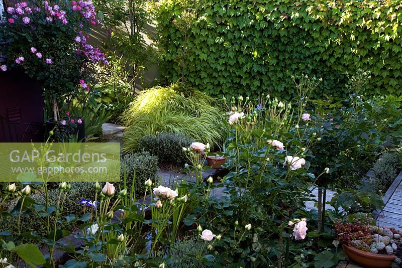 Rosa 'Echantment' and Rosa 'Lavender Lassie', Corokia cotoneaster and Hakonechloa macra 'Aureola' - Collier Garden

