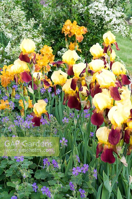 Colourful border with Iris Barbata-Elatior 'Accent', Iris Barbata-Elatior 'Dazzling Gold', Geranium renardii 'Philippe Vapelle' and Pyracantha Cultivar 'Soleil d'Or'
