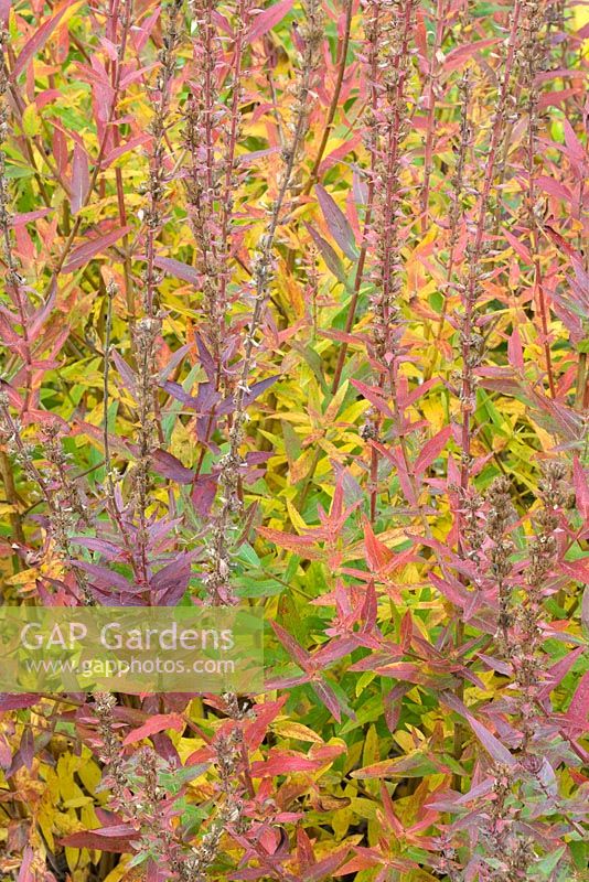 Lythrum salicaria - Autumn colouring