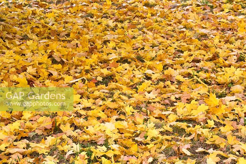 Acer platanoides 'Emerald Queen' foliage - Autumn colouring