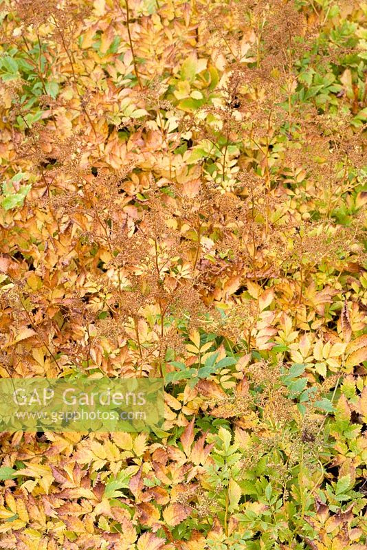 Astilbe x arendsii 'Brautschleier' - Autumn colouring