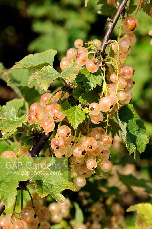 Ribes vulgare 'Gloire des Sablons' - Pink currant berries on a bush