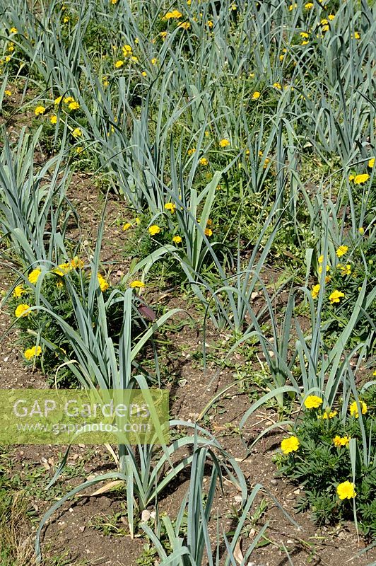 Leeks interplanted with Marigolds to deter pests