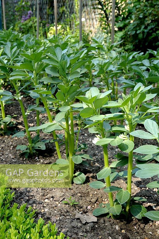 Vicia faba - Broad Beans flowering in spring