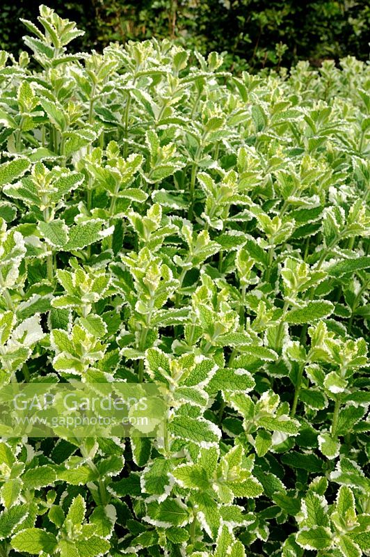Mentha suaveolens 'Variegata', syn. M. rotundifolia - Apple Mint