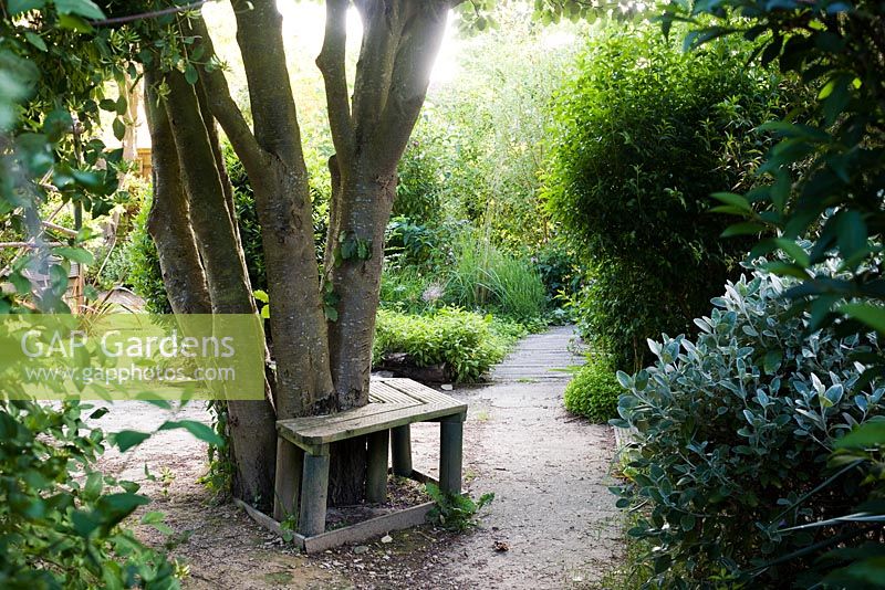 Seat around tree trunk alongside pathway through woodland garden - Palatine Primary School, Worthing
