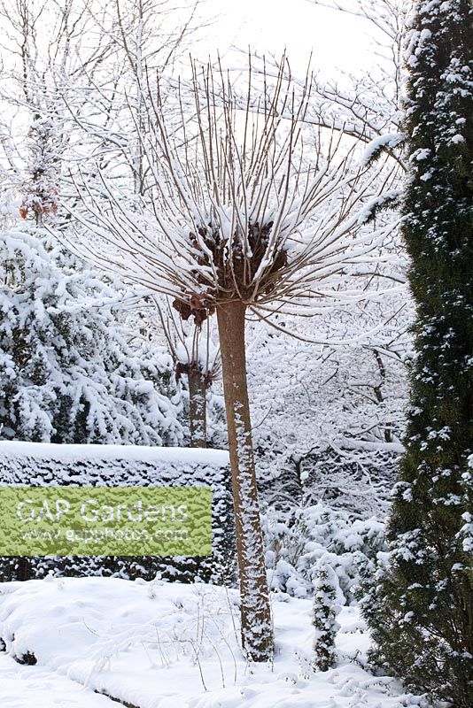 Catalpa bignonioides 'Nana' - Winter Garden and Nursery
