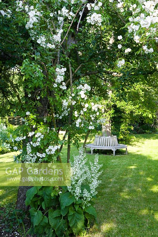 Wooden bench under tree, Salvia sclarea 'Alba' and Rosa 'Bobbie James'