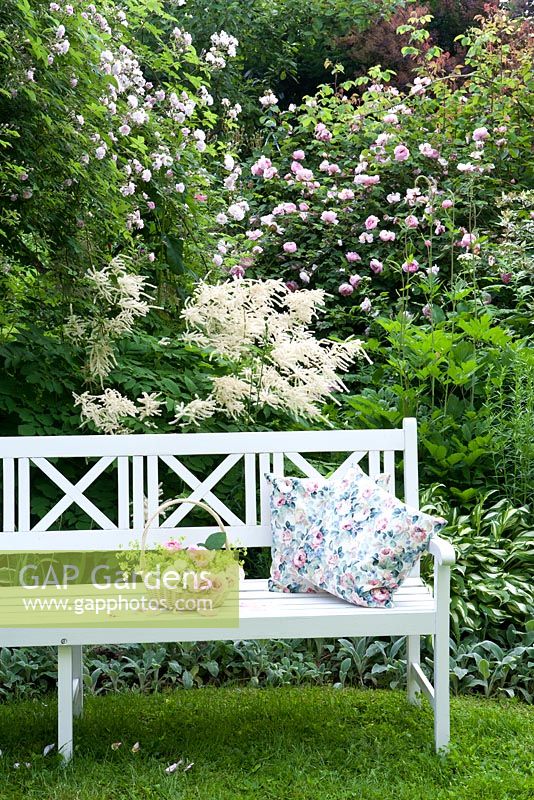 White wooden bench with basket of roses and cushions, backed with Hosta undulata 'Univittata', Stachys byzantina 'Silver Carpet', Aruncus sylvestris, Rosa 'Constanze Spry', Rosa 'Paul's Himalayan Musk'