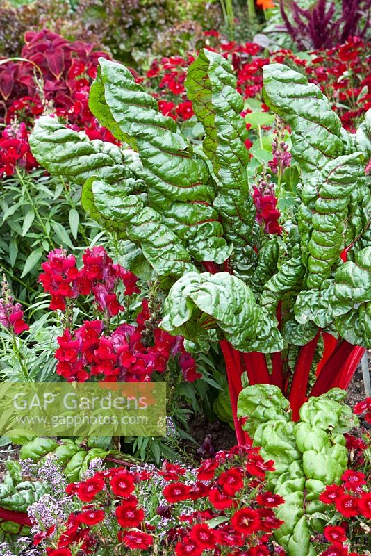 Antirrhinum majus 'Ribbon Crimson', Beta vulgaris var. cicla 'Rhubarb Chard' and Dianthus chinensis 'Dinera Crimson'
