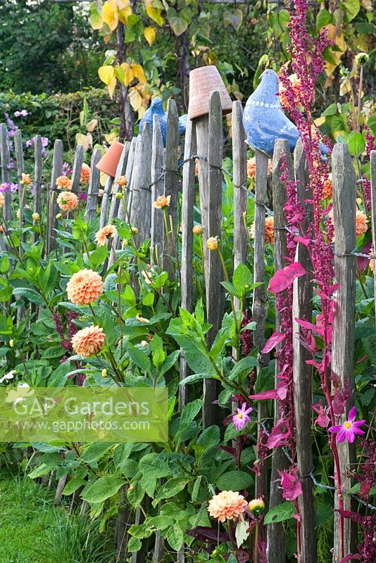 Cottage garden with chestnut fencing and planting of Atriplex hortensis and Dahlia 'Sylvia'