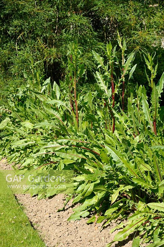 Taraxacum officinale - Dandelions in vegetable garden
