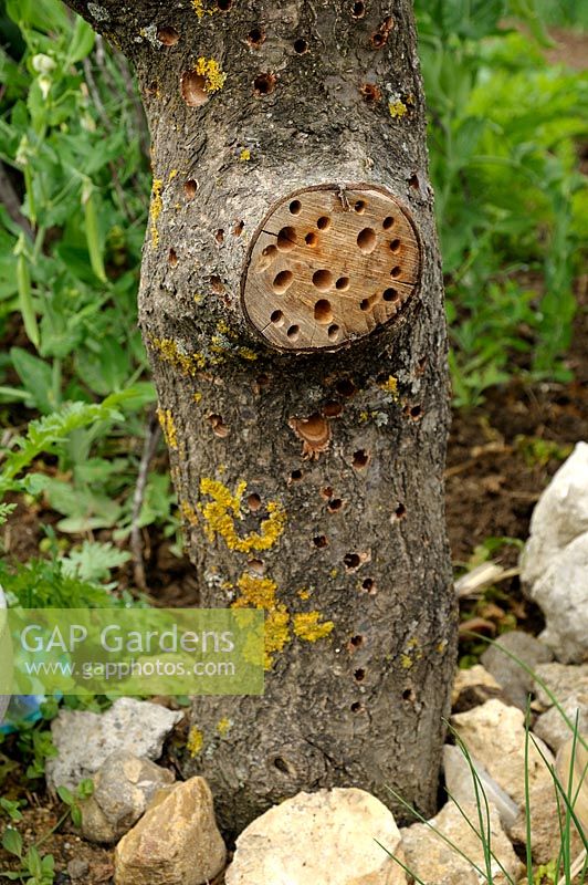 Recycled dead stump used as an insect house
