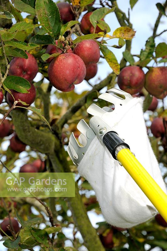 Harvesting apples with fruit picker