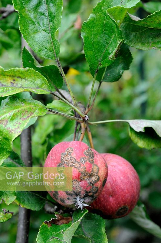 Venturia inaequalis - Apples with scab