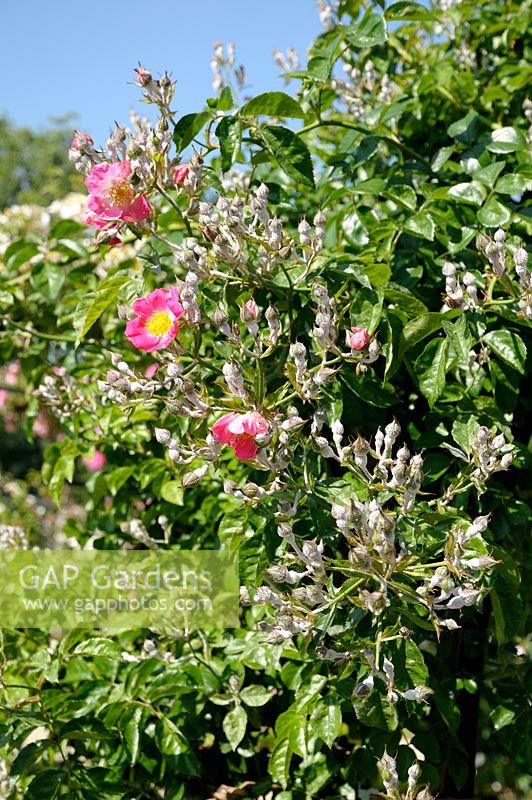 Rosa 'American Pillar' - Powdery Mildew on buds