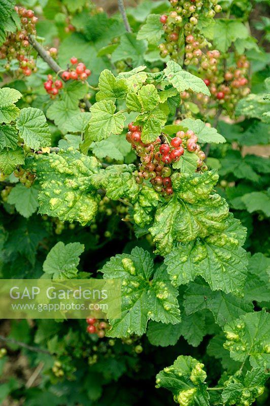 Cryptomyzus ribis - Redcurrant blister aphid causing leaf blisters