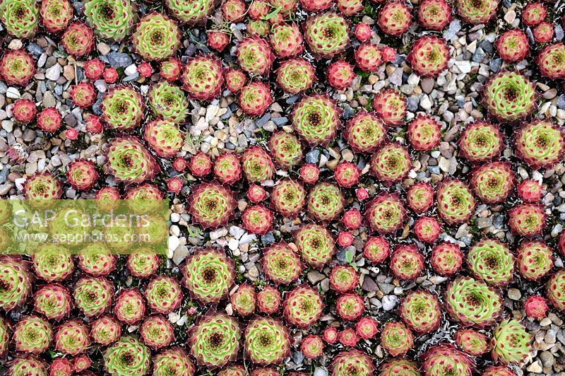 Sempervivum calcareum - Houseleeks in gravel, view from above