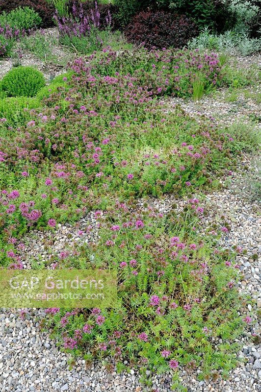 Phuopsis stylosa 'Purpurglut' syn. Crucianella stylosa - Crosswort in gravel garden