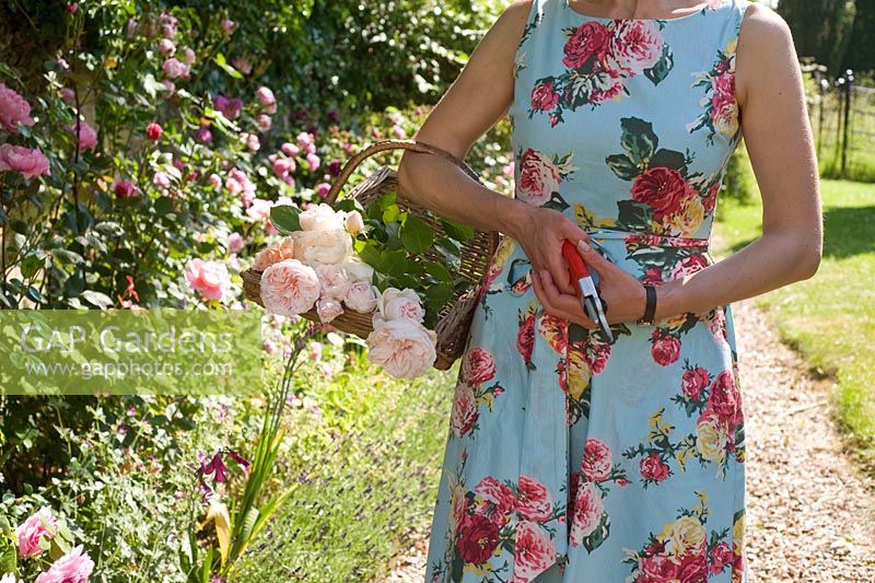 Woman in floral dress holding trug of roses and secateurs 