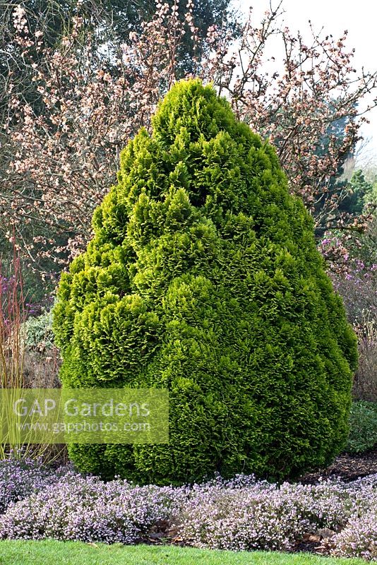 Chamaecyparis lawsoniana 'Luteocompacta' and Erica in Winter bed