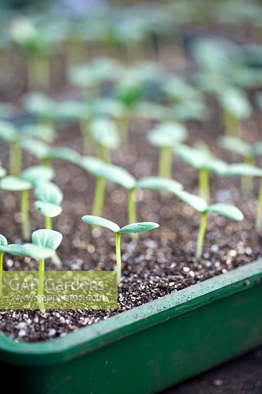 Cucumber seedlings in a seed tray
